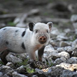 A mini pig.